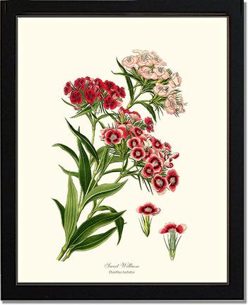 Sweet William | Flower/Floral Art Print