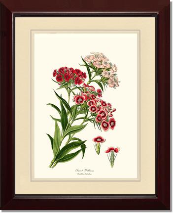 Sweet William | Flower/Floral Art Print