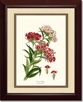 Sweet William | Flower/Floral Art Print