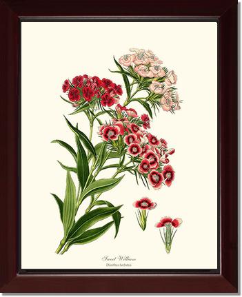 Sweet William | Flower/Floral Art Print