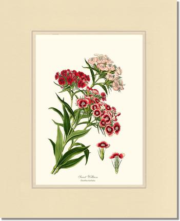 Sweet William | Flower/Floral Art Print