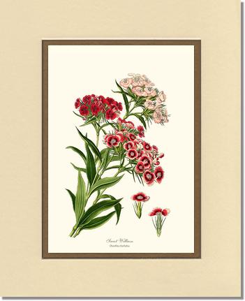 Sweet William | Flower/Floral Art Print