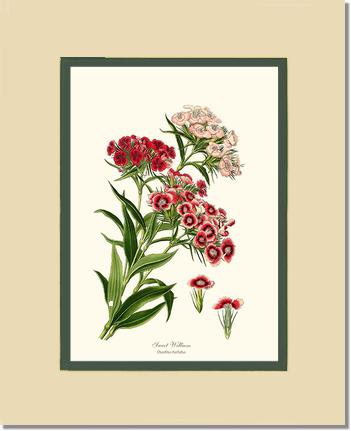 Sweet William | Flower/Floral Art Print