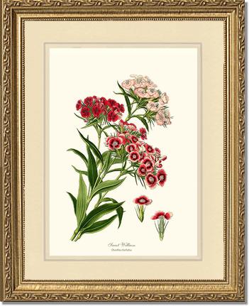 Sweet William | Flower/Floral Art Print