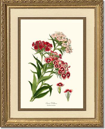 Sweet William | Flower/Floral Art Print