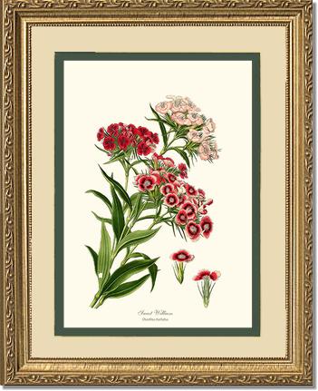 Sweet William | Flower/Floral Art Print