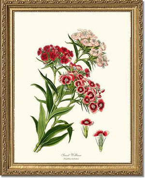 Sweet William