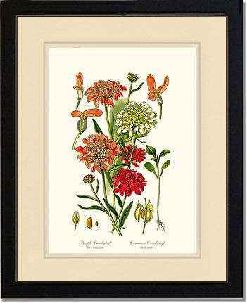 Candytuft | Flower/Floral Art Print