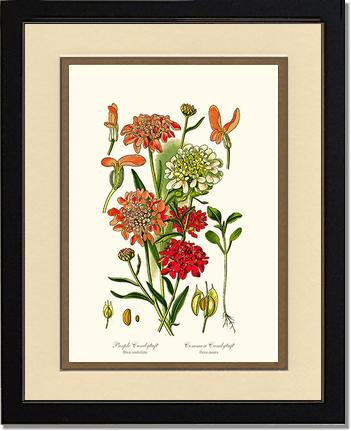 Candytuft | Flower/Floral Art Print