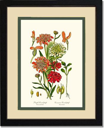 Candytuft | Flower/Floral Art Print