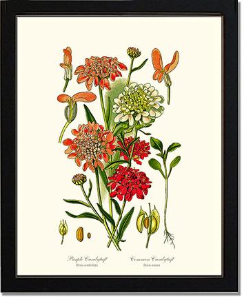 Candytuft | Flower/Floral Art Print
