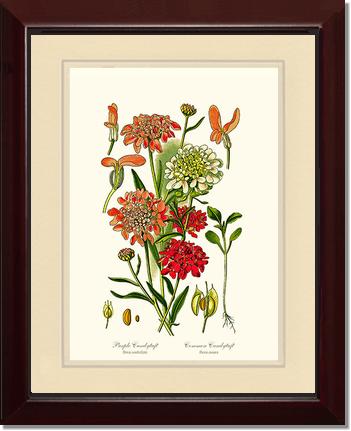 Candytuft | Flower/Floral Art Print