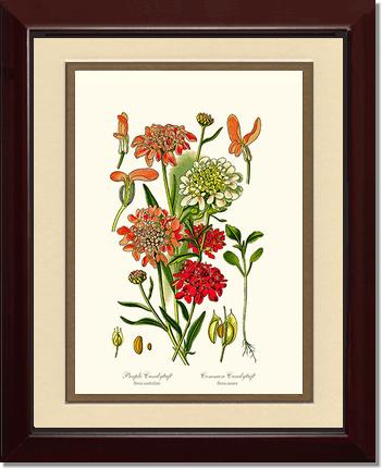 Candytuft | Flower/Floral Art Print