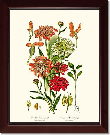 Candytuft | Flower/Floral Art Print