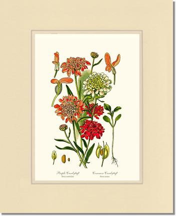 Candytuft | Flower/Floral Art Print