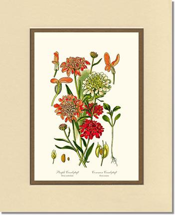 Candytuft | Flower/Floral Art Print