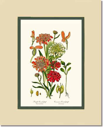 Candytuft | Flower/Floral Art Print