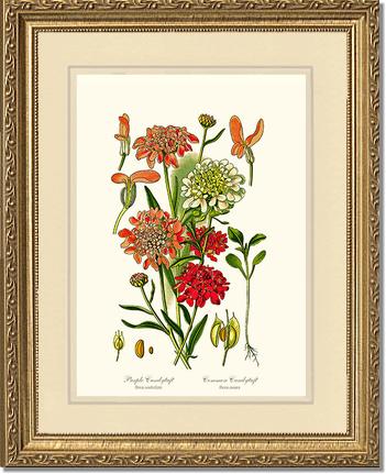 Candytuft | Flower/Floral Art Print