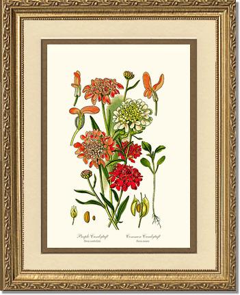 Candytuft | Flower/Floral Art Print