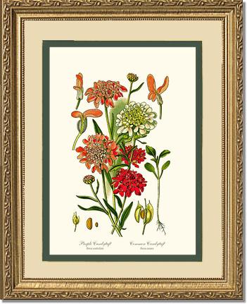 Candytuft | Flower/Floral Art Print