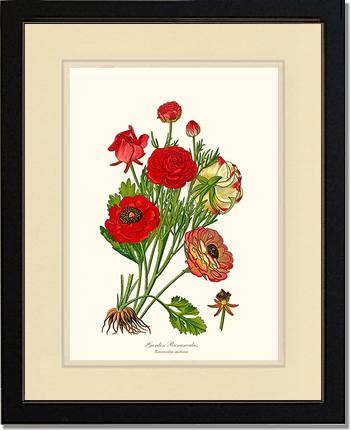 Ranunculus, Garden | Flower/Floral Art Print