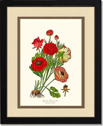 Ranunculus, Garden | Flower/Floral Art Print