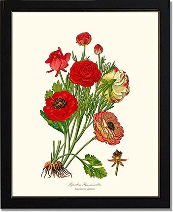 Ranunculus, Garden | Flower/Floral Art Print