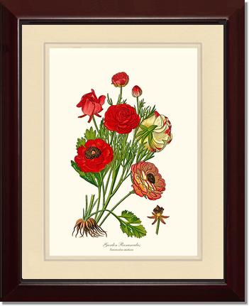 Ranunculus, Garden | Flower/Floral Art Print
