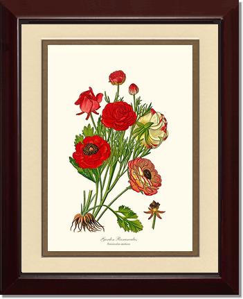 Ranunculus, Garden | Flower/Floral Art Print