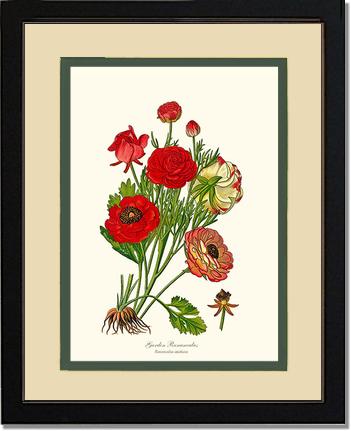 Ranunculus, Garden | Flower/Floral Art Print