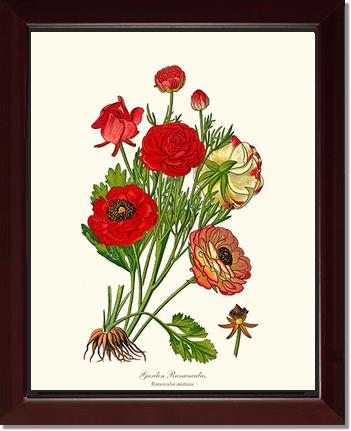 Ranunculus, Garden | Flower/Floral Art Print