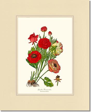 Ranunculus, Garden | Flower/Floral Art Print