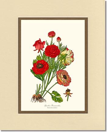 Ranunculus, Garden | Flower/Floral Art Print