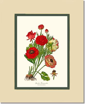 Ranunculus, Garden | Flower/Floral Art Print