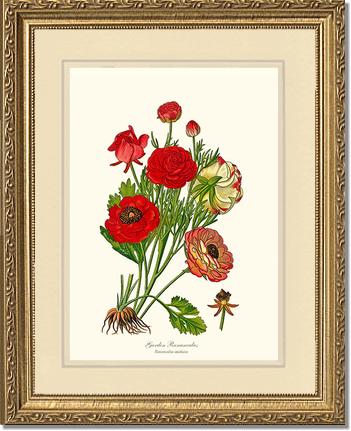 Ranunculus, Garden | Flower/Floral Art Print
