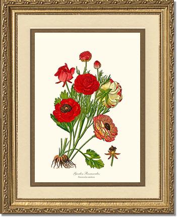 Ranunculus, Garden | Flower/Floral Art Print