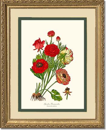 Ranunculus, Garden | Flower/Floral Art Print