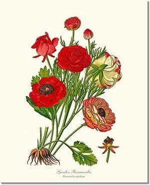 Flower Floral Print: Ranunculus, Garden