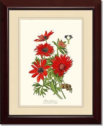 Anemone, Flame - Charting Nature