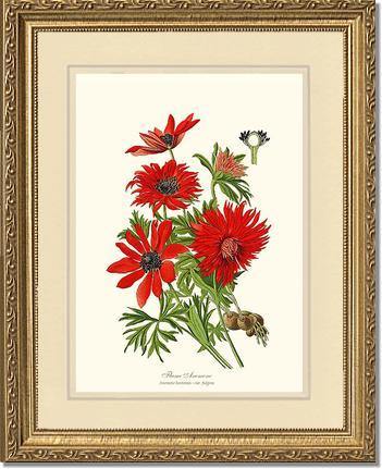 Anemone, Flame - Charting Nature