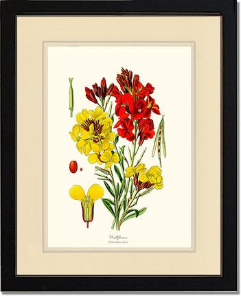 Wallflower | Flower/Floral Art Print