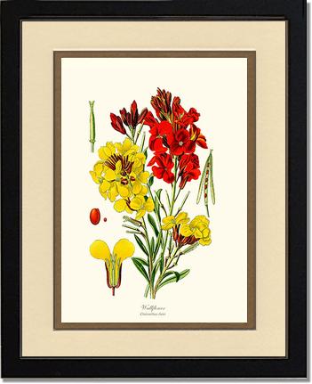Wallflower | Flower/Floral Art Print