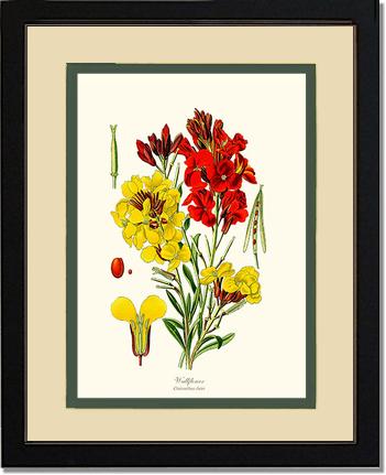Wallflower | Flower/Floral Art Print