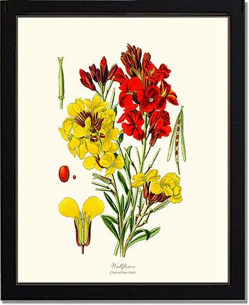 Wallflower | Flower/Floral Art Print