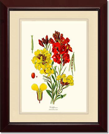 Wallflower | Flower/Floral Art Print