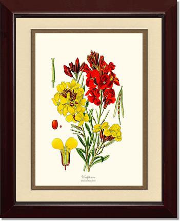 Wallflower | Flower/Floral Art Print
