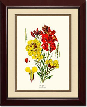 Wallflower
