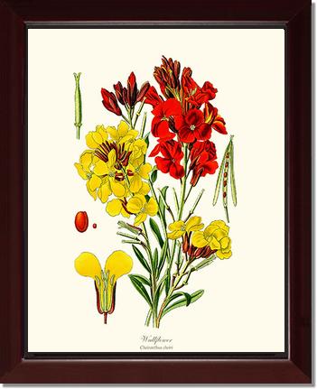 Wallflower | Flower/Floral Art Print