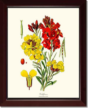 Wallflower
