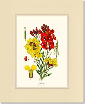 Wallflower | Flower/Floral Art Print